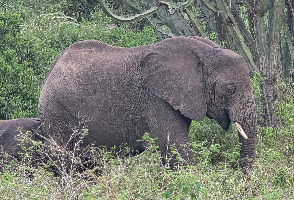 GideonSsekidde's tweet image. Green grass, happy animals! 🐘🦁 Queen Elizabeth National Park is looking lush! 🌿 Home to tree-climbing lions, elephants, buffaloes &amp;amp; more! 🦁🐘 Abundant wildlife, stunning landscapes!.
#GoldenPosts
 #UgandaWildlife #QENP #Safari #PearlOfAfrica
