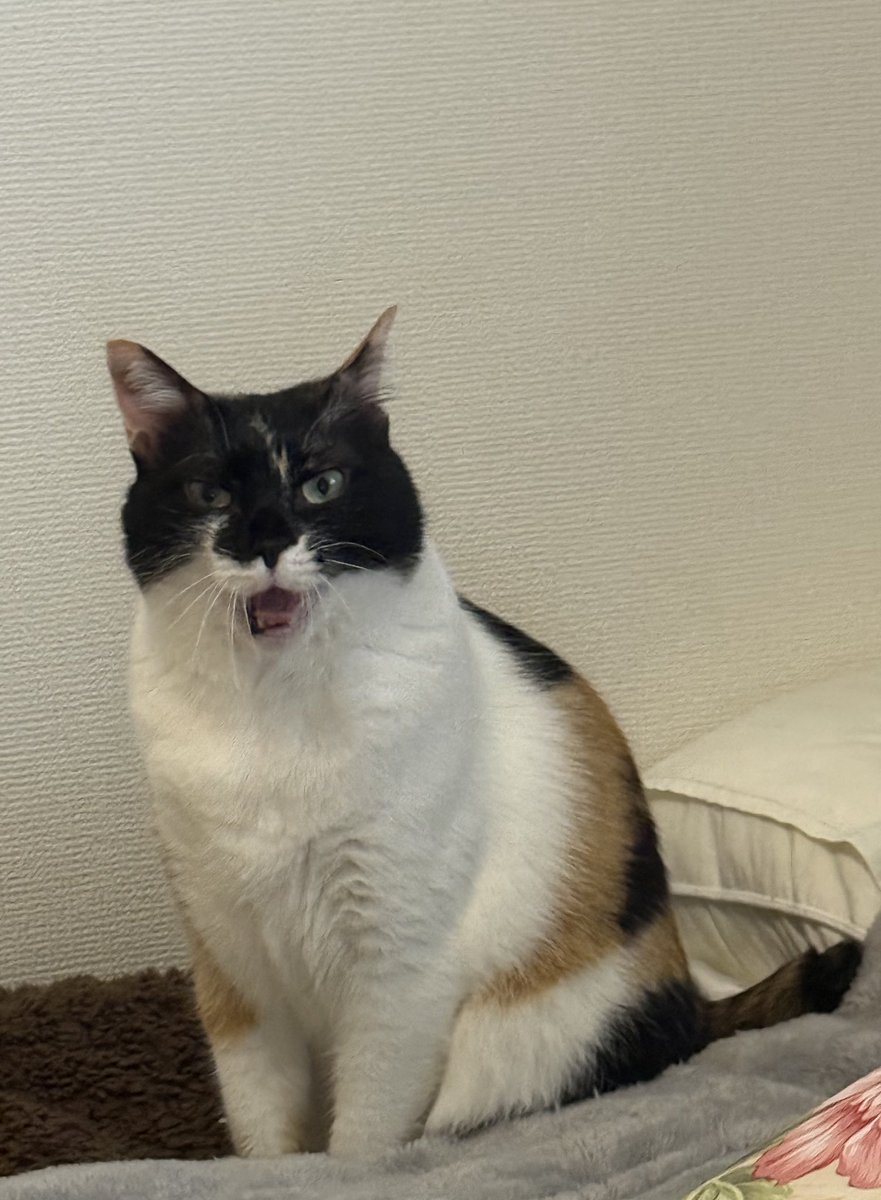 10/18までNO.2918✤失われた野生ねこ クリスマス チャーム concerto on X