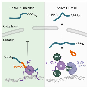 Productive mRNA chromatin escape is promoted by PRMT5 activity dlvr.it/TP7R47