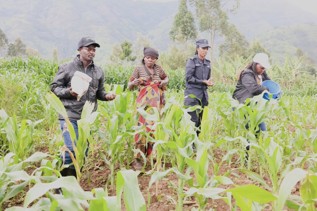 Musanze District tweet media