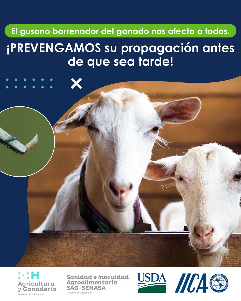 🚨¡El gusano barrenador del ganado no espera! Detectar y tratar a tiempo evita pérdidas y protege la salud animal. 
¡Actúe de inmediato!   #PrevenciónGBG #GanaderíaSostenible #Honduras