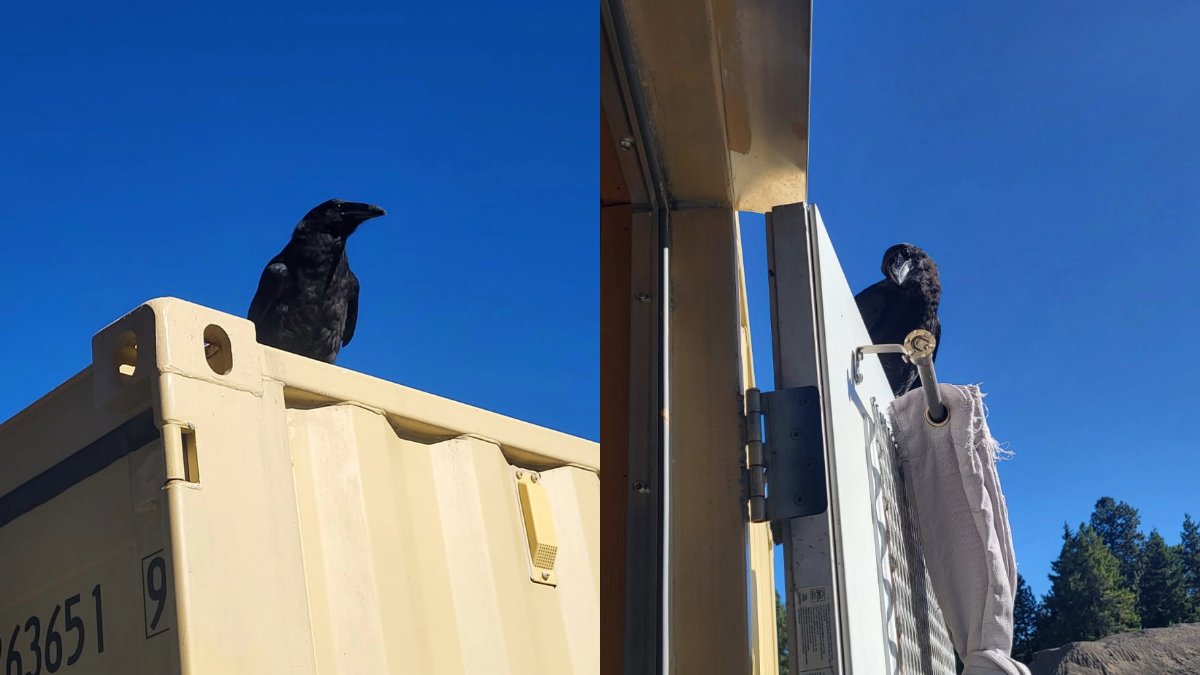 Washington Department of Fish & Wildlife tweet media