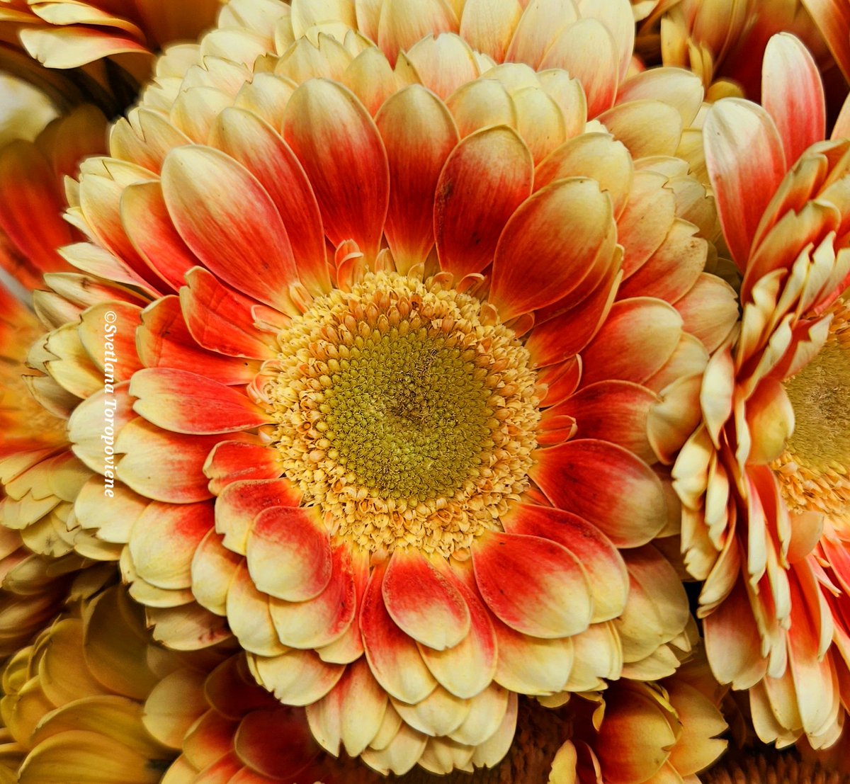 LanaToro21's tweet image. #Photobyme📷 #Todayshots #MyThoughts 

Whenever you create beauty
around you, you restore your soul❤️