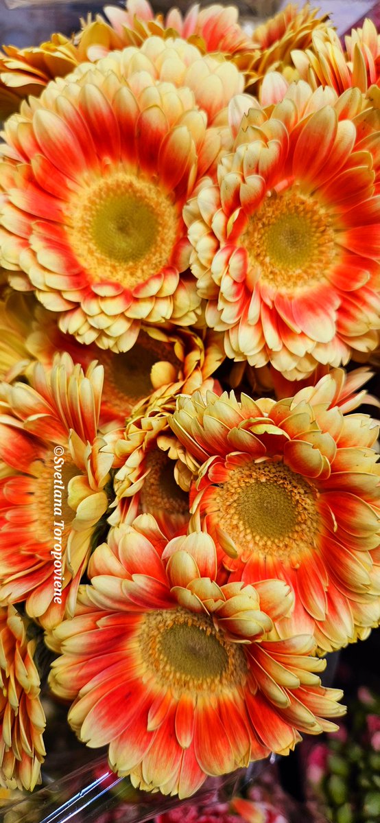 LanaToro21's tweet image. #Photobyme📷 #Todayshots #MyThoughts 

Whenever you create beauty
around you, you restore your soul❤️