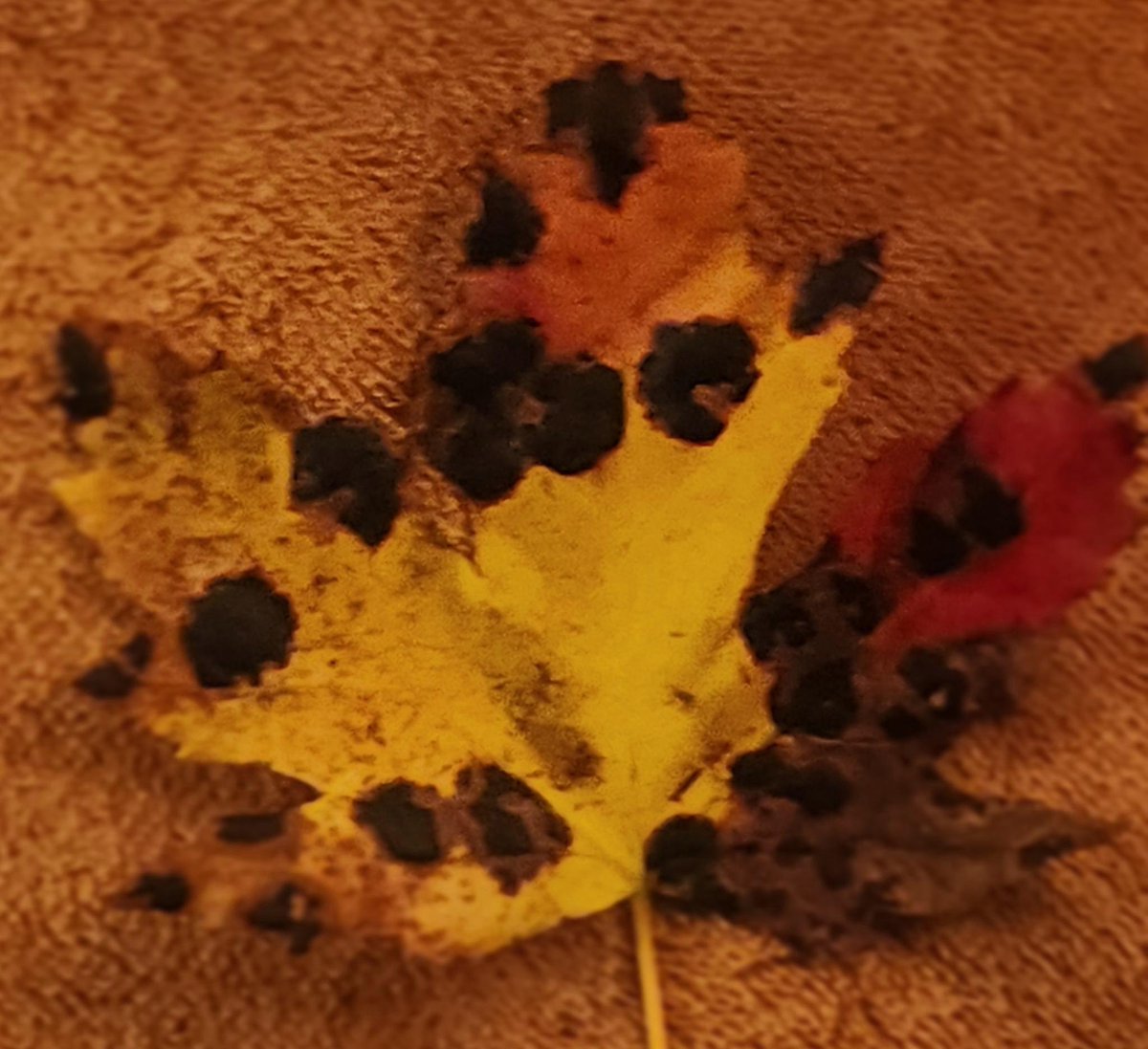 pass_ev's tweet image. 