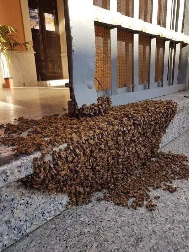 Valkyrie_AV_'s tweet photo. When you see something like this, don't be afraid, don't call the firefighters or the police, don't move and don't kill them.

These are just bees traveling and stopping for just 24 hours.

Don't disturb them and avoid getting close to them, they won't hurt you.

If you want to help, put a flat plate or tray with some sugar water.

Bees will eat, gain energy and fly away.

We all need to protect migratory bees, they are our survival insurance.

Without bees, there will be no humans on earth. 🐝🧡