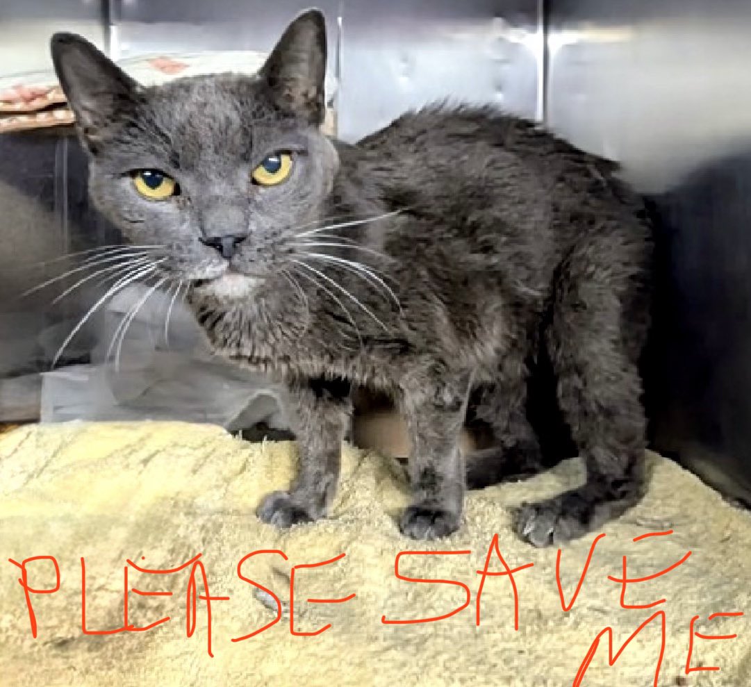 🆘CODE RED•MEDICAL ALERT🆘 
Gentle, extremely affectionate #SUPER #SENIOR SPORK (15yrs) needs #IMMEDIATE #RESCUE‼️

PLEDGES CRITICAL TO SAVE HIS LIFE

PLEASE #RT #PLEDGE #FOSTER #ADOPT -EVERYTHING you can do to #HELP✔️
#cats #NYC #AdoptDontShop #SharingSavesLives
RT<a href="/PeterAskin1/">Peter Askin</a>