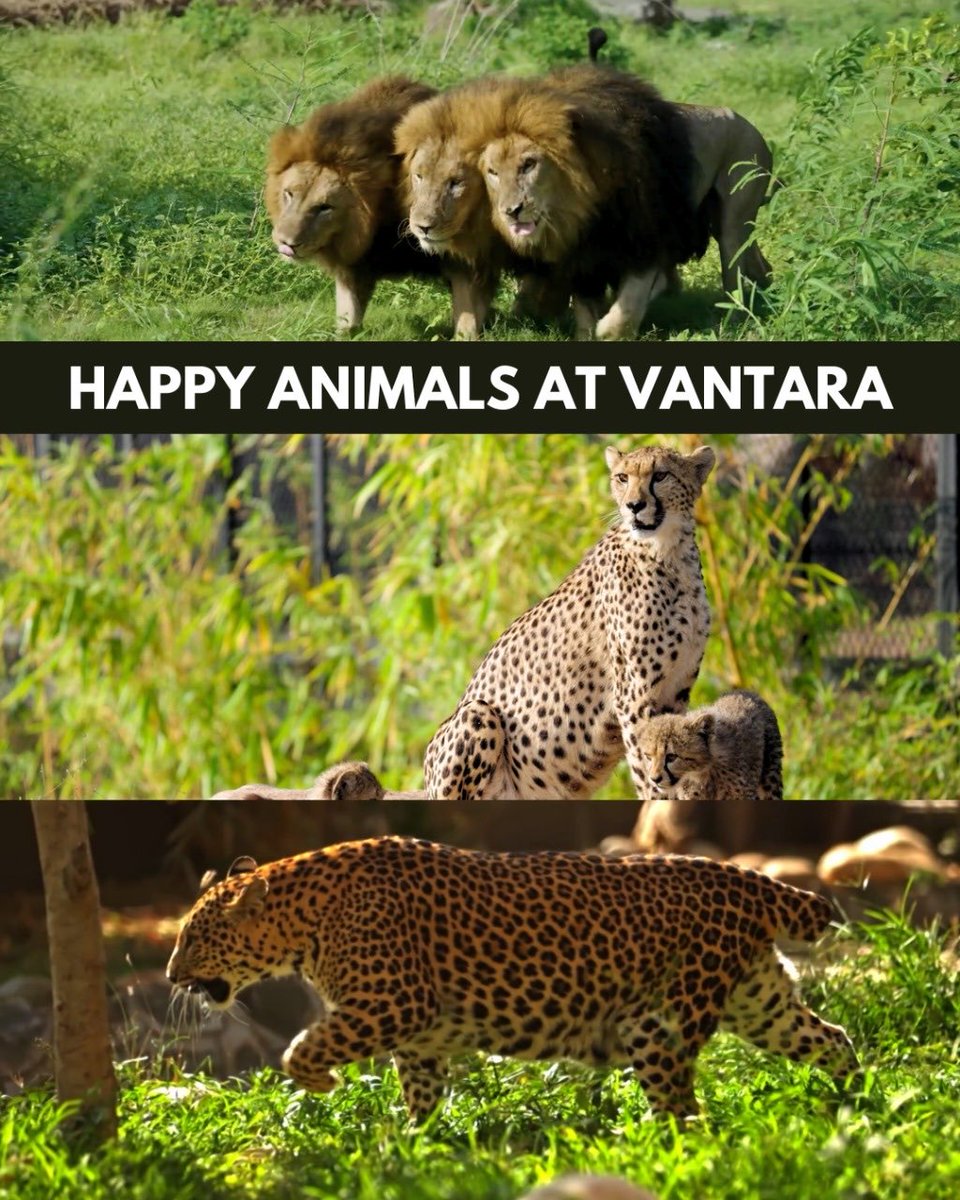 kaushalyadav85's tweet image. The kind of negativity around Vantara makes no sense. They’re literally giving rescued animals a chance to live better!
#vantaraforanimals #vantaracleanchit #vantaraprideofindia