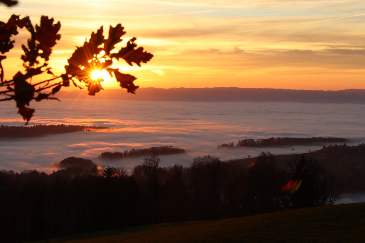 Das Abendlicht war auch nicht schlecht. #Albispass #Novembernebel