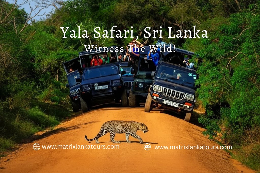 matrixlankatour's tweet photo. Don't pass up the opportunity to see the magnificent leopards and a variety of wildlife at Yala National Park when travelling through Sri Lanka. To plan your ideal journey,get in touch with Matrix Lanka Tours. https://t.co/xwZiWKNfV7
