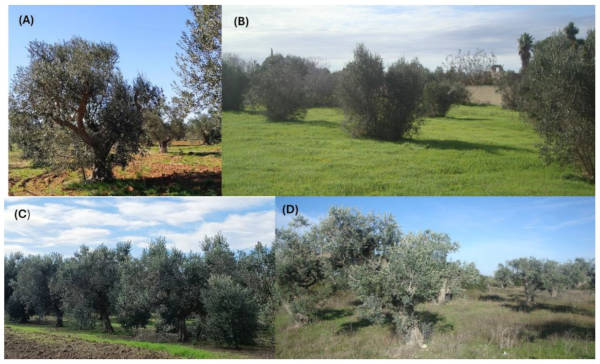 Batterio della #Xylella, il nuovo report <a href="/WWF/">WWF</a>, in occasione della seconda edizione della Giornata Nazionale dell’Agricoltura di domenica 9 novembre, denuncia il sistema corporativo che ha devastato i monumentali uliveti pugliesi wwfroma.it/aggiornamenti-…