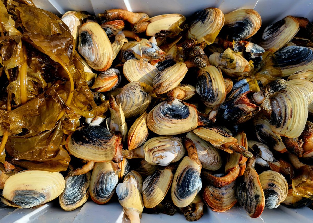 Happy International #Inuit Day! #Nunavut was envisioned by Inuit as our homeland, a place rooted in our right to shape our future, our land, our resources, and our culture. I’m proud to be Inuk, grounded in traditional knowledge and inspired by generations of trailblazers.