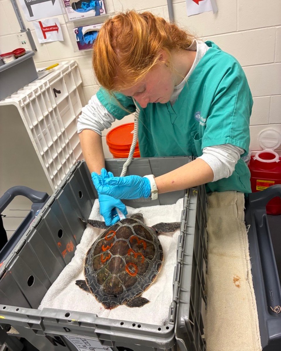 NEAQ's tweet image. Our first #SeaTurtle patient of the 2025-2026 cold stun season has arrived! 🐢

Yesterday, this green sea turtle was found stranded on Cape Cod. Thanks to dedicated volunteers with @MassAudubon, the turtle was safely brought to our #SeaTurtleHospital this morning for treatment!