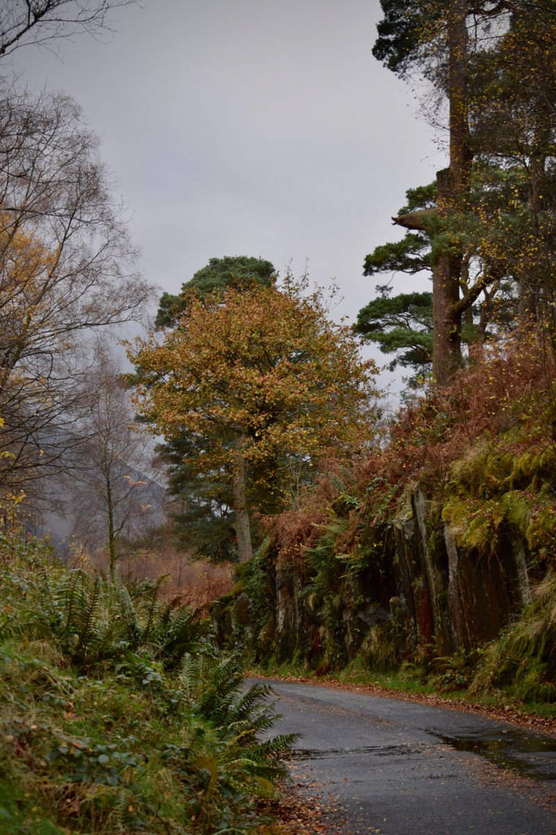 EmTumble's tweet photo. today i walked 12km in autumn’s full colours! https://t.co/Dj1047dwZx