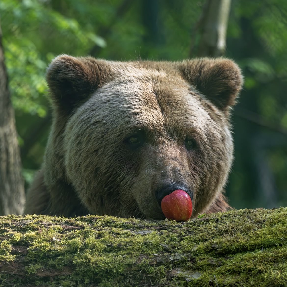 DailyBearPosts's tweet image. apl