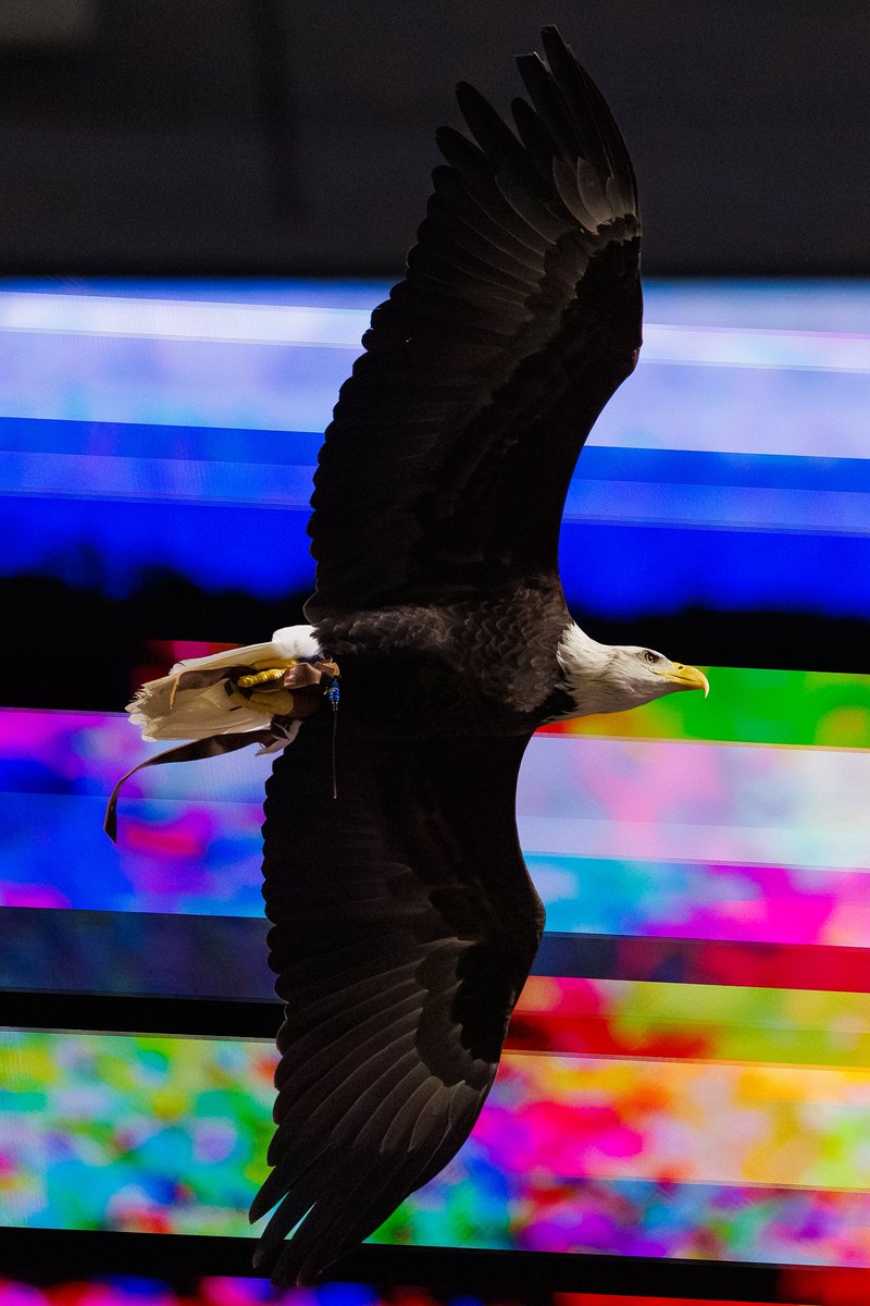 David Gray tweet media