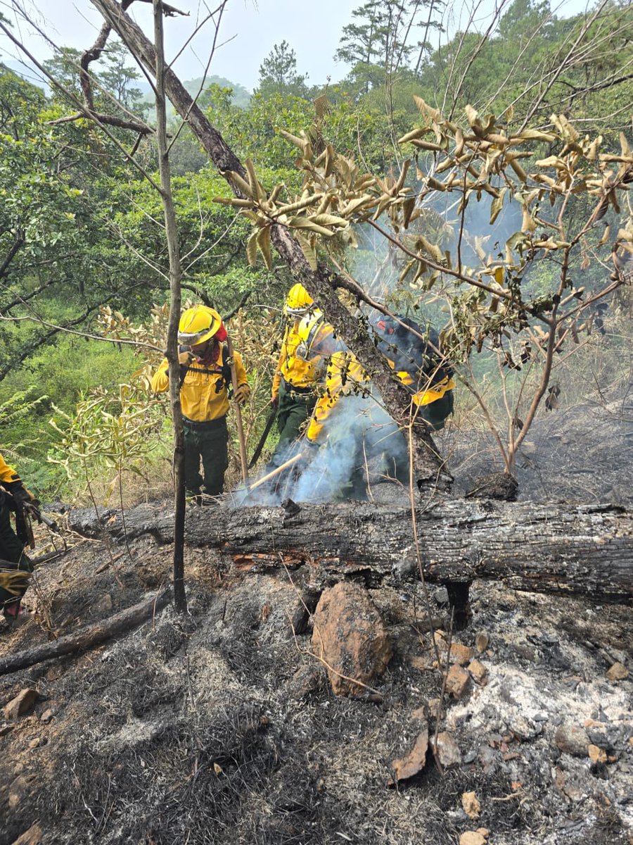 ConredGuatemala's tweet image. #ElProgreso En seguimiento al incendio registrado en aldea Piedras Blancas, San Cristóbal Acasaguastlán, El Progreso; se reporta que la Brigada de Respuesta Inmediata (BRI) controló y liquidó en su totalidad el siniestro.

Fotografías: Sistema CONRED.