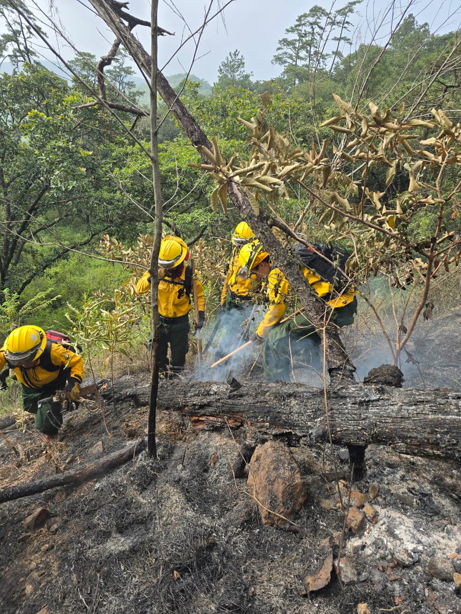 ConredGuatemala's tweet image. #ElProgreso En seguimiento al incendio registrado en aldea Piedras Blancas, San Cristóbal Acasaguastlán, El Progreso; se reporta que la Brigada de Respuesta Inmediata (BRI) controló y liquidó en su totalidad el siniestro.

Fotografías: Sistema CONRED.