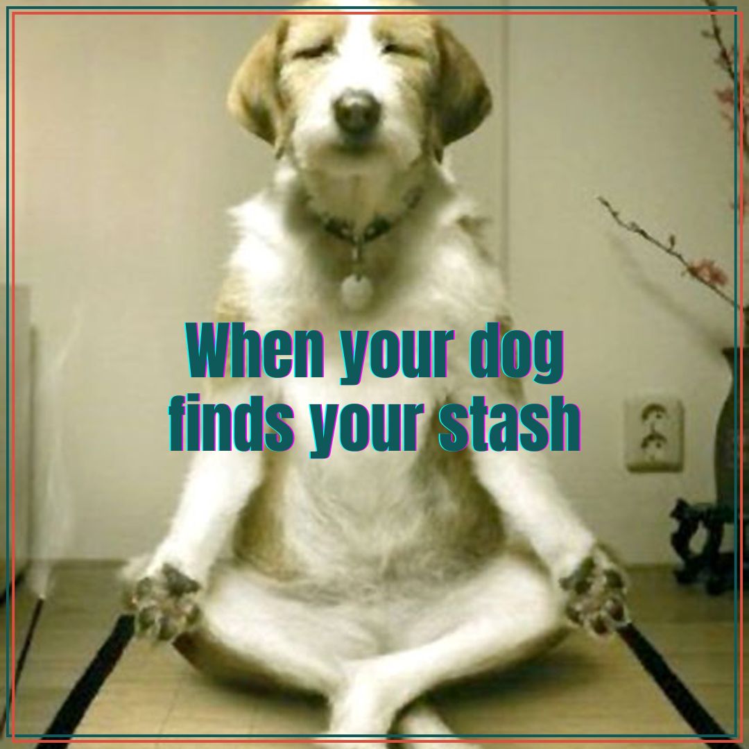 That moment your dog finds your stash and starts contemplating the meaning of life. 🐾