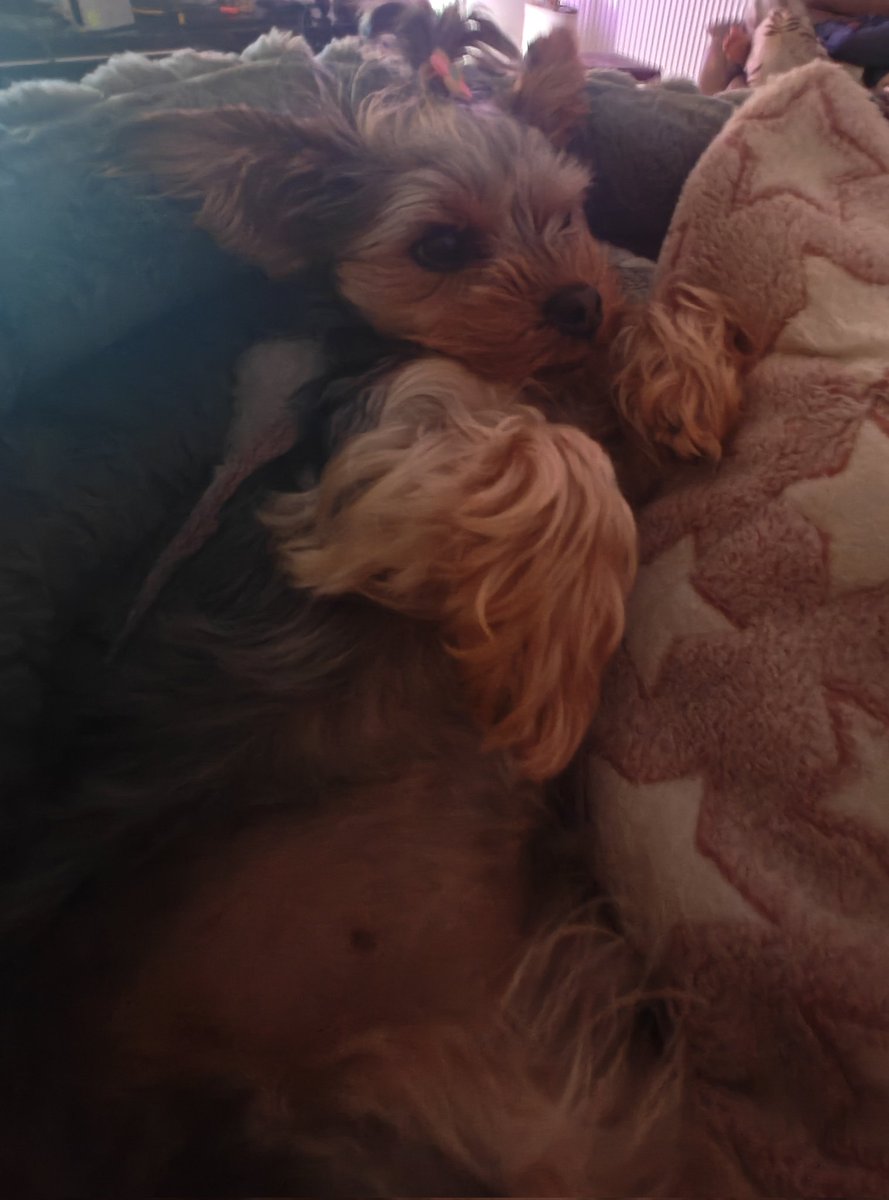 YTChickenGameZ's tweet photo. @Fortnite @EpicGames can u make my dog as a pet shes a mini Yorkie grey, brown and black with a pink bow! https://t.co/TcdQ9IKSCR