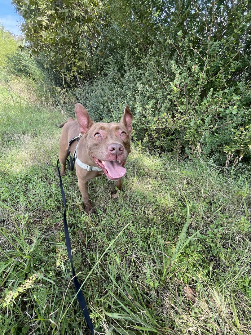 Fridays are better with Foster Field Trips! You and a Humane Society pet can hit the town and visit all of your favorite dog-friendly spaces. 

Get started today: heyor.ca/g0BD7B

📸: Shrimp
