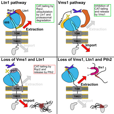 Delayed protein translocation protects mitochondria against toxic CAT-tailed proteins dlvr.it/TP7nVM