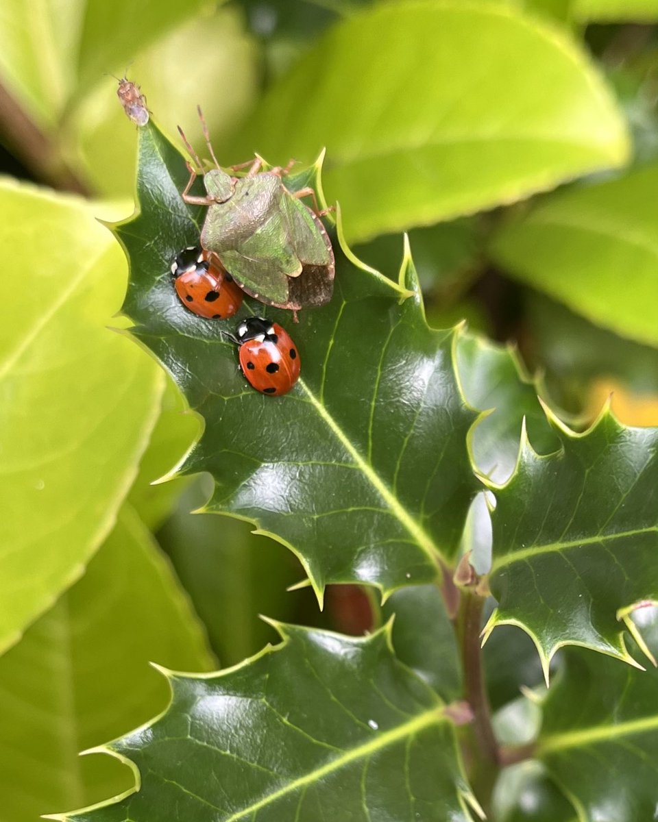 Early festive party! 🐞🐞🪲🪲 #happyfriday #attheoffice