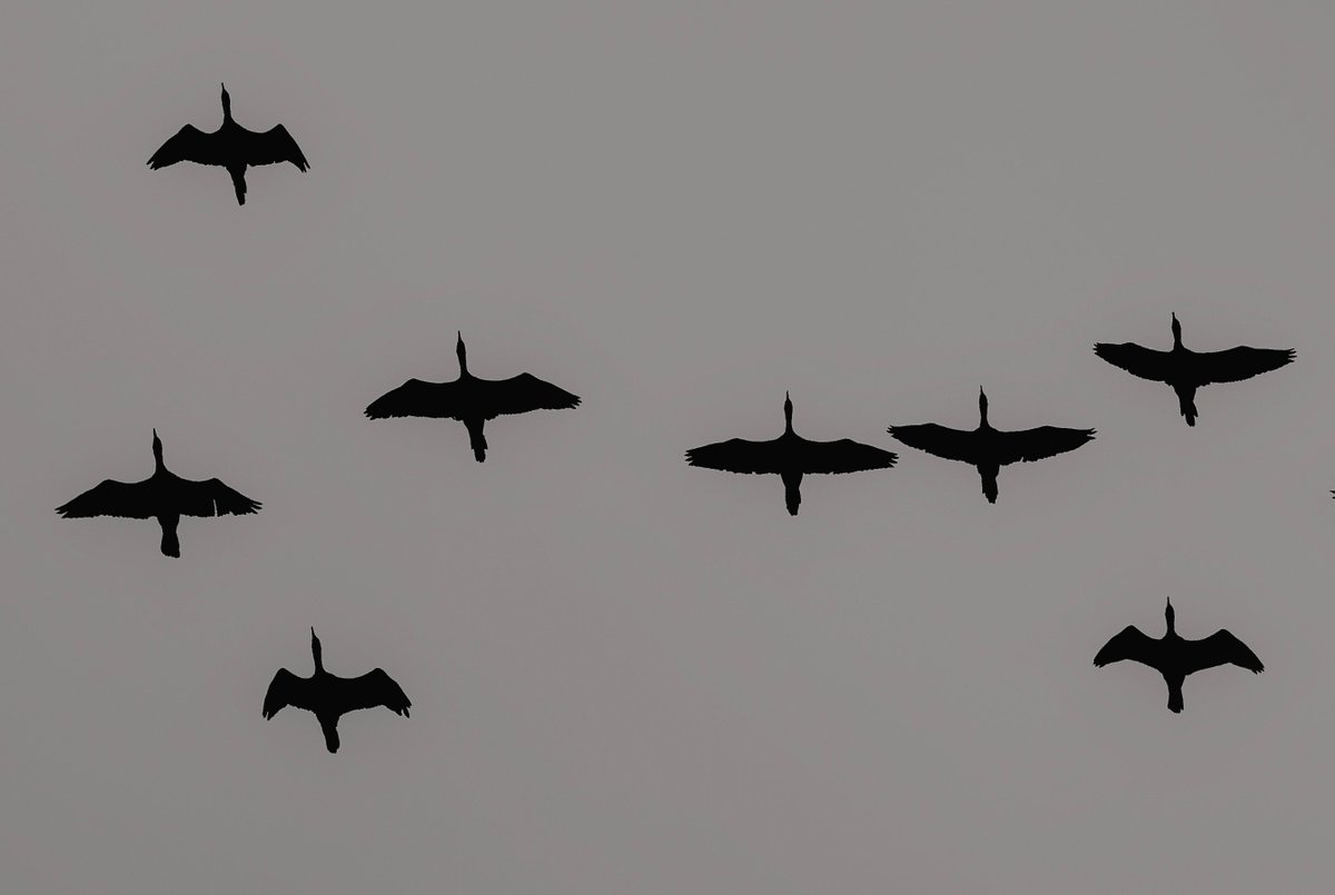 WLH1972's tweet image. Cormorants in formation
#efficient #Flying #Mono