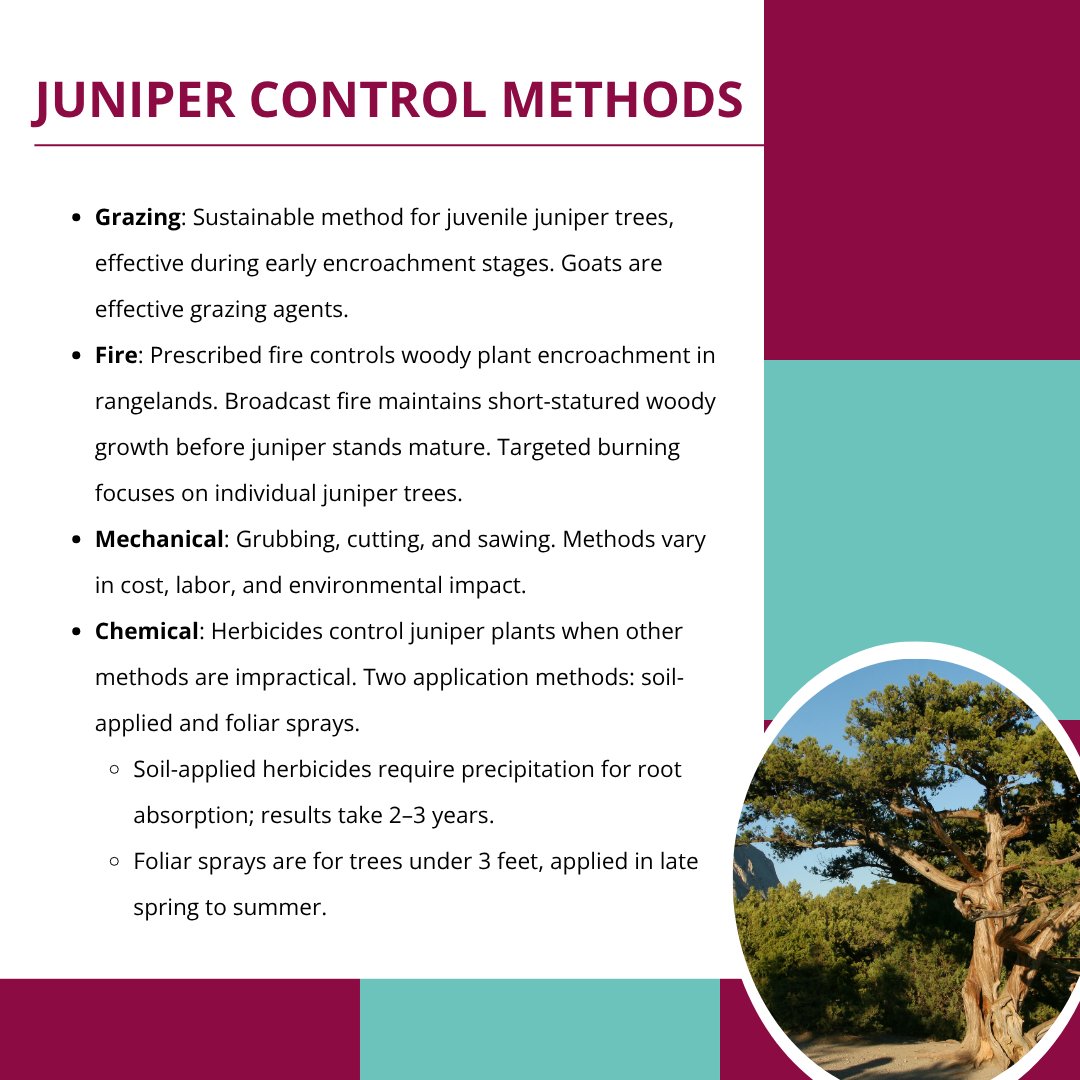 NMExtensionPubs's tweet image. Explore effective strategies for managing juniper encroachment with individual plant treatments with this updated publication: pubs.nmsu.edu/_b/B817/

#Juniper #Range #RangeManagement #NewMexico #NMSU #NMSUExtension