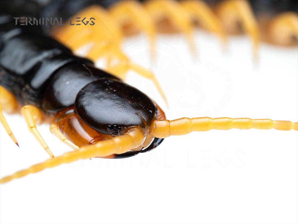 硬い光と柔らかい光の使い分け〜〜

野外だと沢山の機材を持ち運ぶの大変ですよね\ﾜｶﾙｰ/

ストロボの距離を変化させると、なんと光の質をコントロールできるんです！

離せば硬く、近づければ柔らかくなります〜