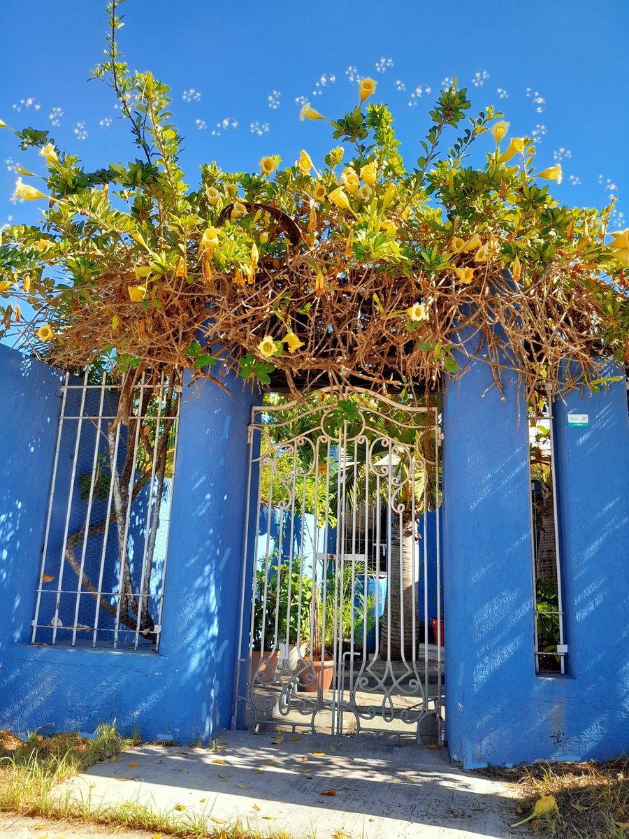 AleguadaC's tweet photo. Día 1 usando X🍂✨️  como ✨️FotoDiario✨️🌷 
#fotografia #Fotos #DiaDeMuertos https://t.co/HYvrdrvv9H
