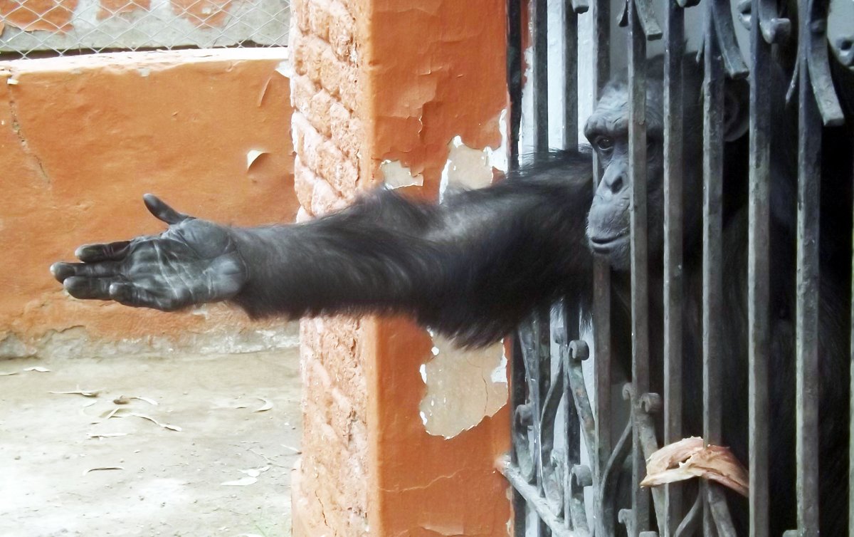 nautilusmar's tweet image. El Convenio CITES se ha convertido en una brecha abierta al Tráfico Ilegal de Especies en Peligro de Extinción.
@brunocardenosa @RosaTristan @TafallaMarta @joaquinaraujo @DeanFederacion @JorgeRiechmann @jorgeextramiana @apdda @ONU_es @CITES @DOMINGUEZLM 
pressenza.com/es/2025/11/con…