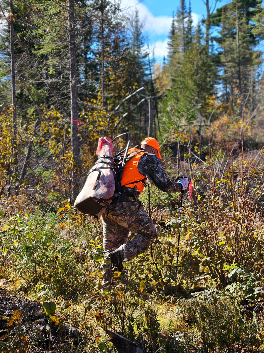 OODMag's tweet photo. Whether you’re solo or hunt with a group, deep in the backcountry, or just off the trail, the gutless method is a game changer. Read all about it on OOD Online.
 https://t.co/DsLXabyAWO
@ofah #Hunting #Fishing #Outdoors #Ontario #GutlessMethod #FieldDressing #BigGame #Backcountry https://t.co/KufN8dk8Us