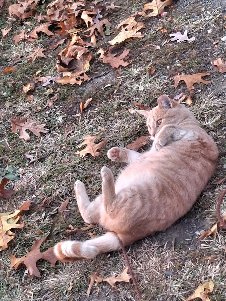 Time to roll in the leaves