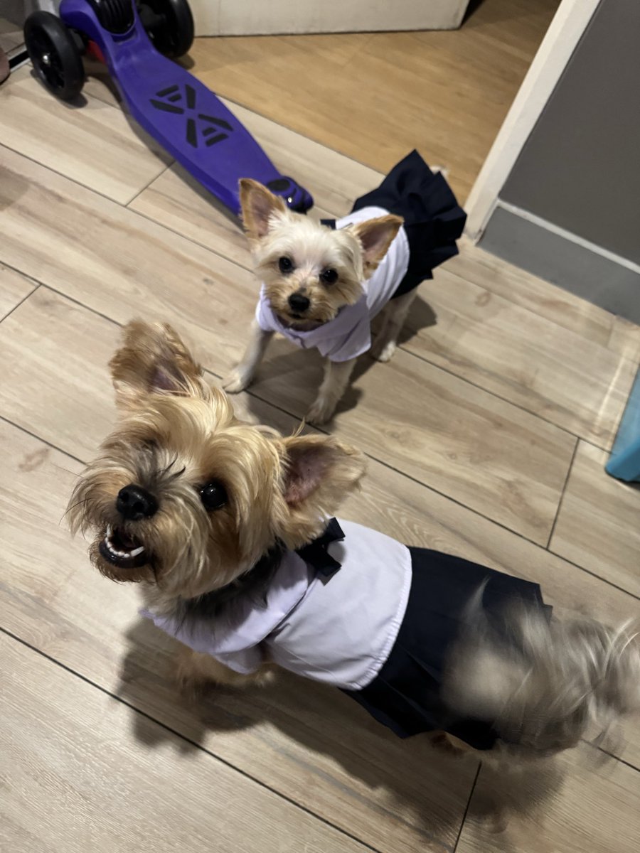 saffronlife24's tweet photo. When you watch too much Thai GLs 😭🤣 #Yorkie #schooldogs https://t.co/iehH2HgtGK