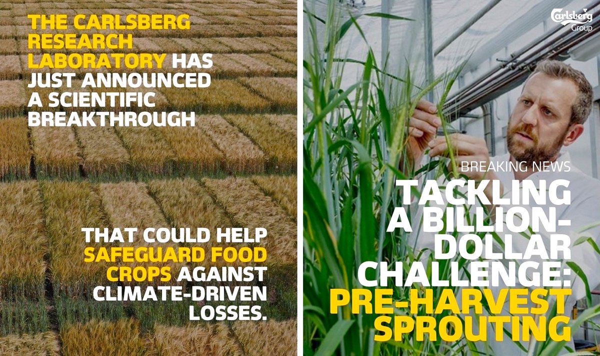 CzemborH's tweet image. 💥NEW - Science - 6 Nov 2025
🧩🌾🍺🔬👨‍🎓💚🧑‍🌾📈🍺
➡️Postdomestication selection of MKK3 shaped
#seed #dormancy and end-use traits in #barley
💥 RT: Carlsberg Group
➡️The #Carlsberg Research Lab announces 
a scientific breakthrough ...🌾🍺
➡️#preharvestsprouting #beer #piwo #climate