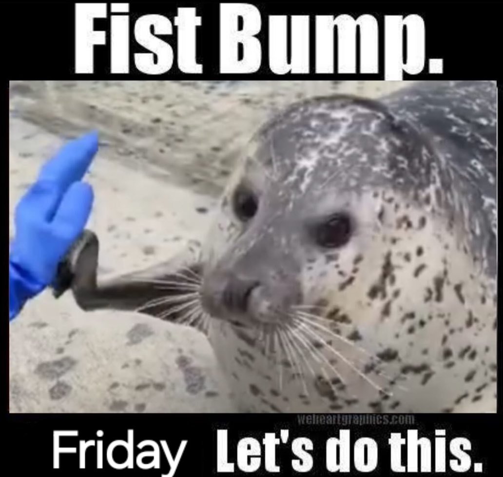 Vivi 🦭 (@sealyamamura) on Twitter photo 