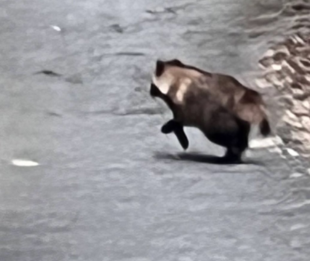 私の出会った狸は「どうもどうも森の狸が通りますよ。おや、そちらはどこの狸ですかね？」みたいな感じで近づいてきて「……狸ではないですかね！？」みたいな感じで逃げてった