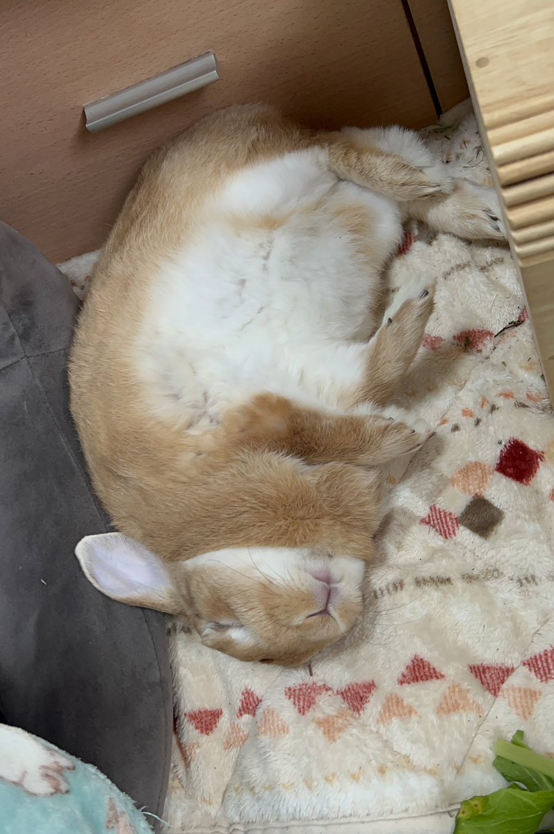 お腹に顔を埋めたい