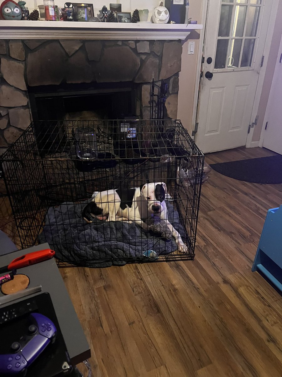 Goddessbukkies's tweet photo. I need a new home for my boy. Anyone know anyone ? https://t.co/iwhIouTbCf