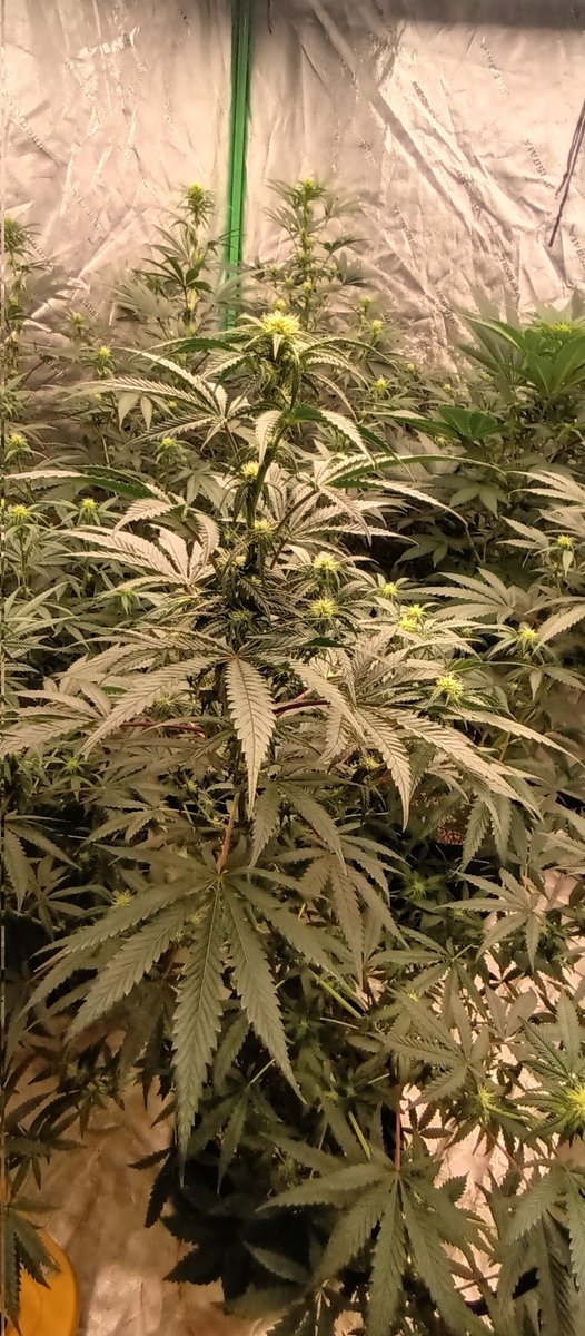 MidGrow's tweet image. Just stacking up over here...