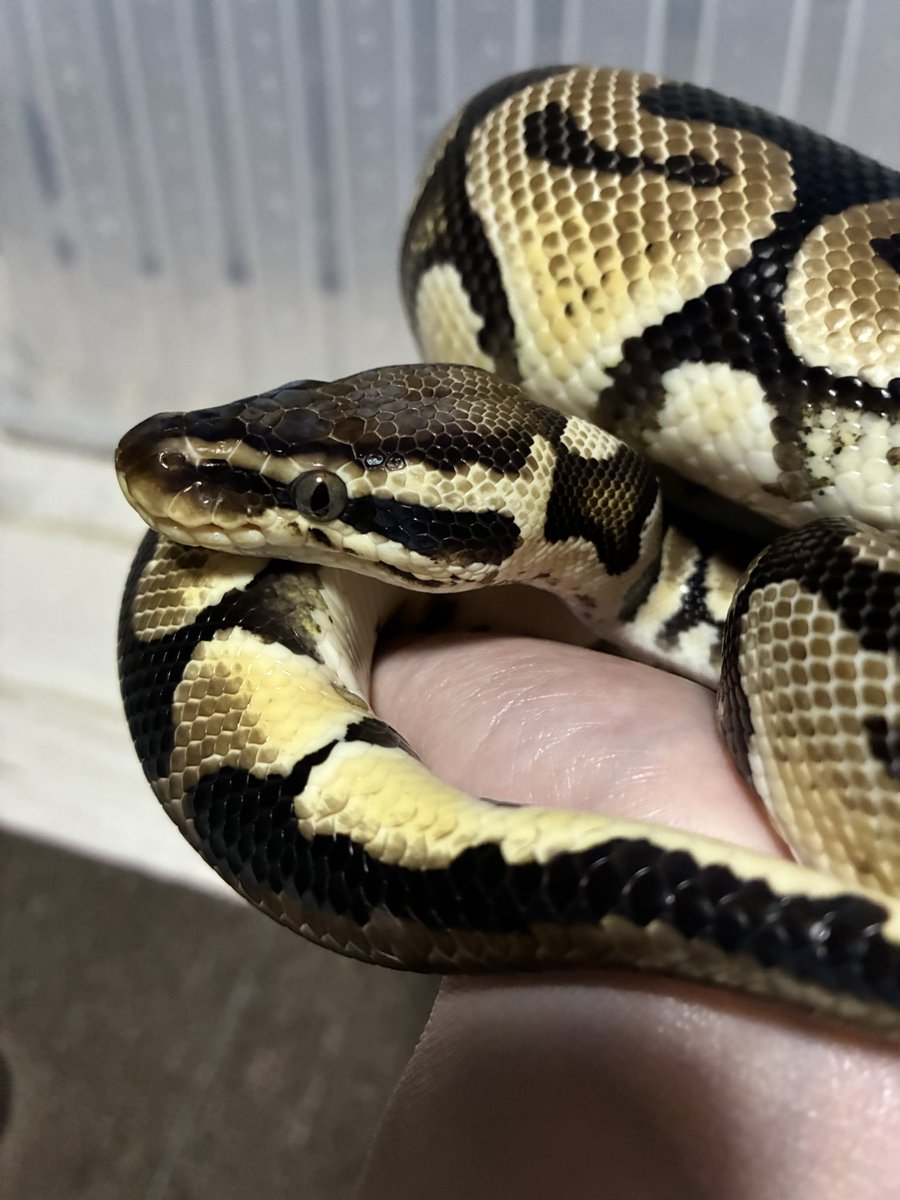 kanahebi様 カナヘビ属 | Corvet Photo Agency