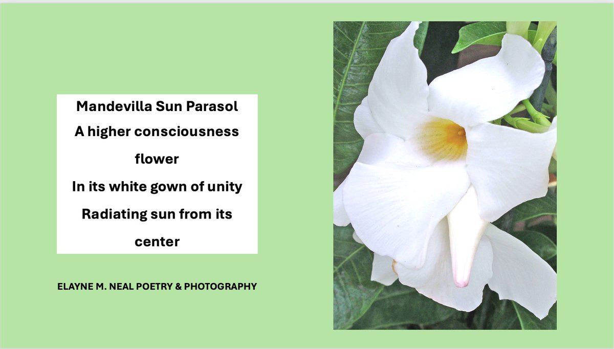 enlightwritings's tweet photo. #ElayneMNealPoetry #poem #poetry #PoetryLovers #ElayneMNealPhotography #photo #photography #PhotographyLovers #MandevillaSunParasol #WhiteSunParasol #WhiteMandevilla #flower #unity #SunCenter https://t.co/V1xe0XxLP8