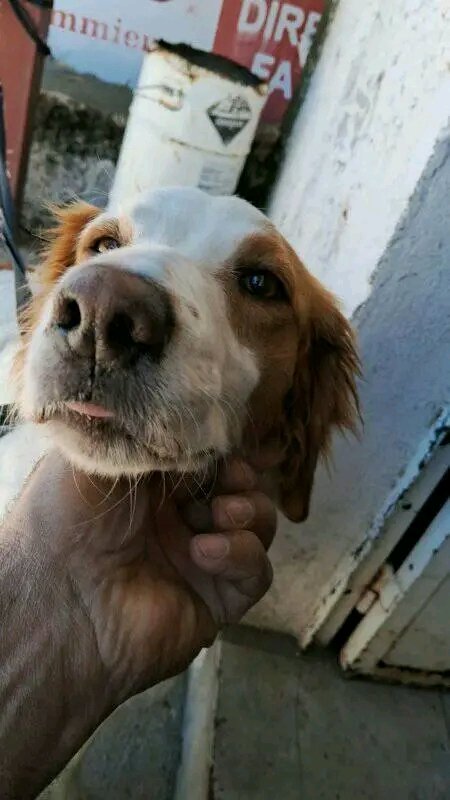 MatuNogueira's tweet photo. Busca s sus dueños ! En fábrica de colchones Deseos, es en Camino Casavalle y Roque Viera, zona Colón.
 Contacto: Eduardo 099276669.- https://t.co/nFJMv4uOLn