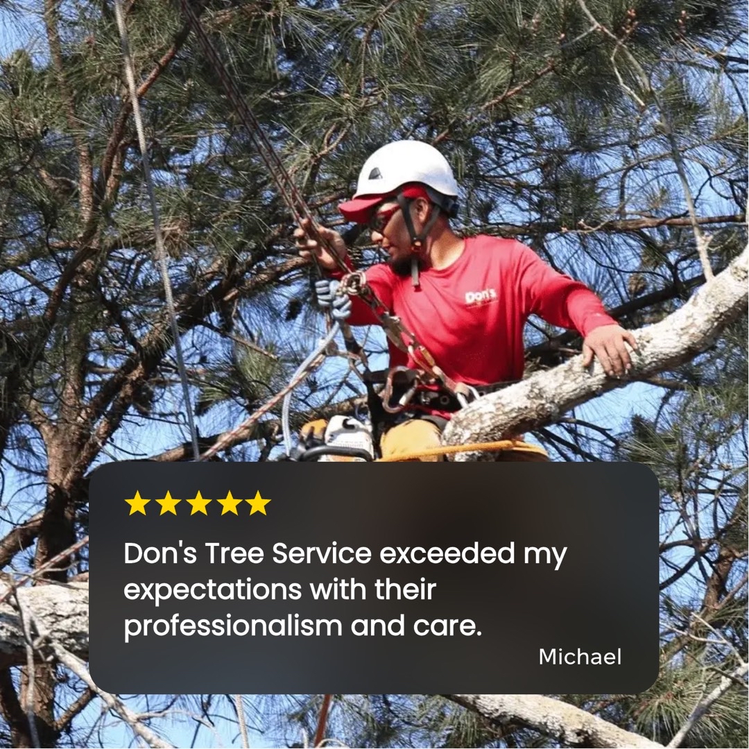 DonsTreeSvc's tweet image. 🍁November is Prevention Season ✅
Protect your home before the weather hits with a FREE, professional tree safety check to stop damage before it happens.
Quick visit. Serious protection.
Want a spot?

👉 clienthub.getjobber.com/client_hubs/ec…🍁🍁