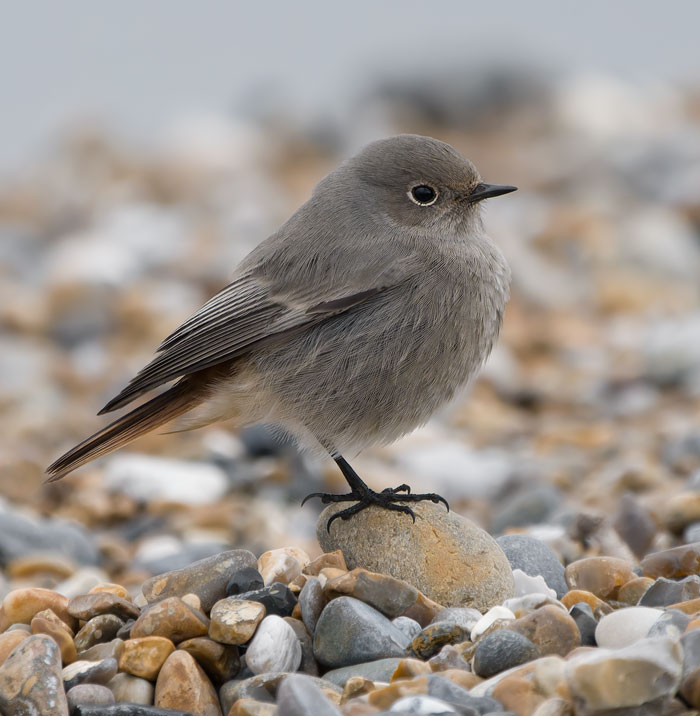 This lovely Black Redstart was a nice surprise on Cley beach this morning.