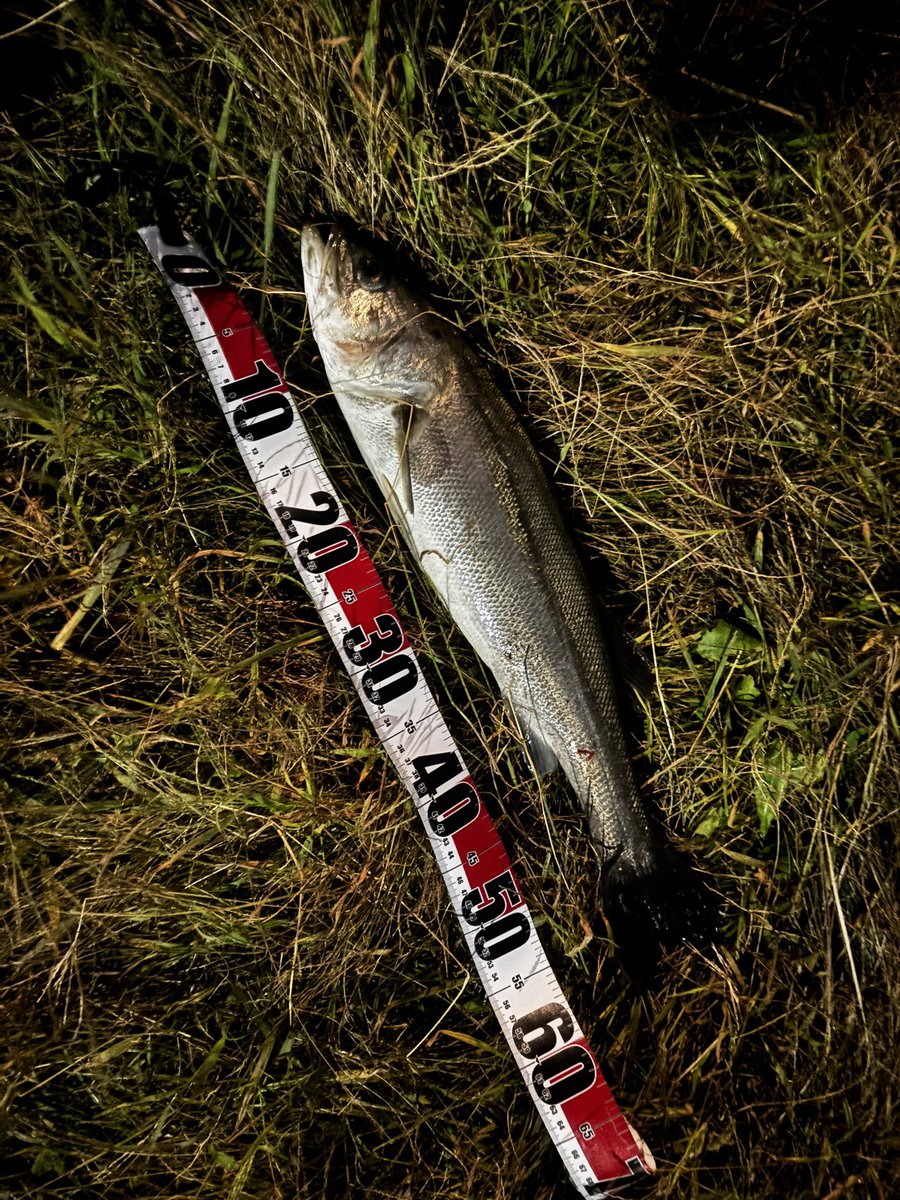 oden1981x's tweet photo. ボウズ続きだったが、やっとシーバス釣れた。秋を堪能できて良かった。タモ使うのも久しぶりすぎてバラしたけど。。 https://t.co/bGn3qo0XX5