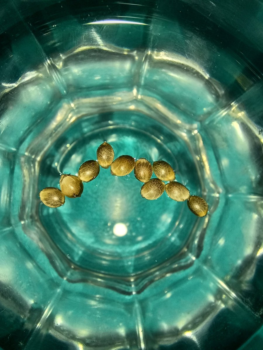 Oracle_Seeds's tweet image. 🇺🇸 💧✨ Here’s where the magic begins… dreams floating before waking up in the soil 🌱🔥💭

🇪🇸 💧✨ Aquí empieza la magia… los sueños flotando antes de despertar en tierra 🌱🔥💭

#OracleSeeds #CannabisCommunity #GrowJournal #WeedWednesday #SeedBank #autocultivo…