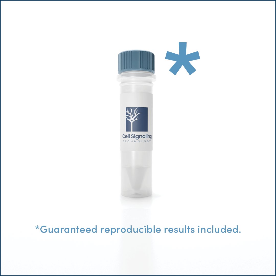 CellSignal's tweet image. If you can&apos;t trust your antibody, you can&apos;t trust your results. The world’s best researchers rely on CST® reagents and cite them more than any others.

Find out why: hubs.ly/Q03JCVXg0