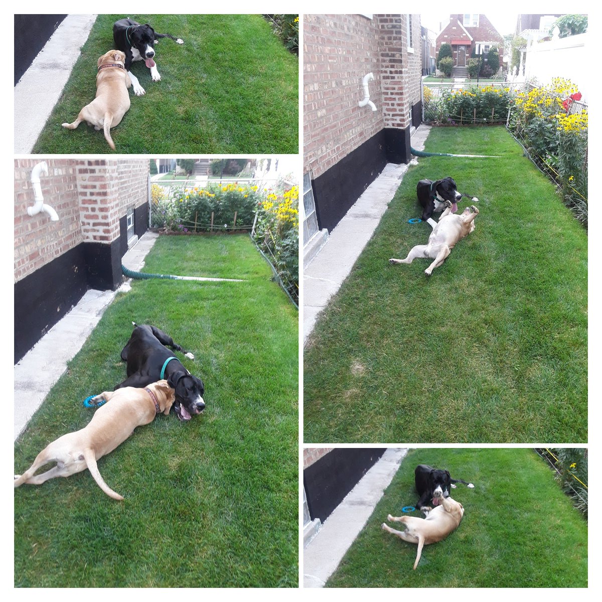 FRIDAY NIGHT #NCAAF &amp;#NCAAB ACTION:
🏈
IGOR SAYS TAKE USC(-14.5)
HOUSTON (-1.5)
MEMPHIS (-3.5)
🏀
YALE(-5.5)
SIU(-12.5)
KENT ST(-5.5)

Act Accordingly
🐕🏈🏀